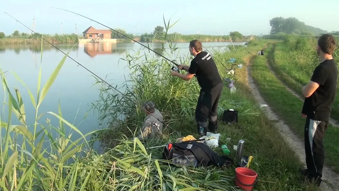 Рыбаки с удочками на берегу пруда, поросшего камышом