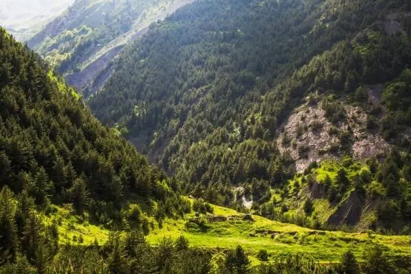 Склоны, поросшие хвойным лесом, и залитая солнцем поляна в Хрюгском лесу